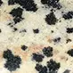Jaspe dalmatien